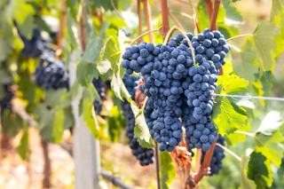 Malbec, du côt de Cahors aux vallées de Mendoza