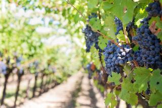 Pinot noir, le cépage rouge qui réclame des climats frais