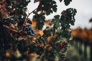 Le cépage tempranillo, de la vallée de l'Èbre au Douro