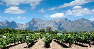 Comprendre le vin d'Afrique du Sud, de Constantia au Swartland
