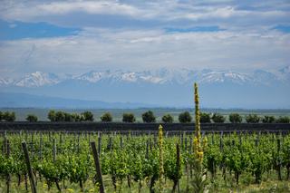 Vin argentin, de Mendoza à la Patagonie par l'altitude