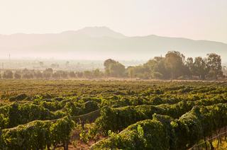 Quel vin chilien choisir, d'Elqui à la vallée de Maipo ?
