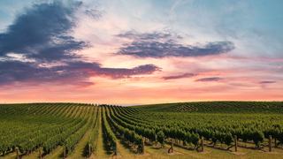 Quel vin de Nouvelle-Zélande choisir selon sa région ?