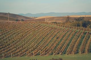 Comprendre le vin australien par ses régions et ses raisins