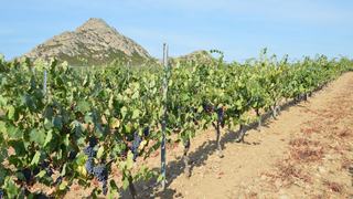 Le vin espagnol, de la Rioja aux soleras de Jerez