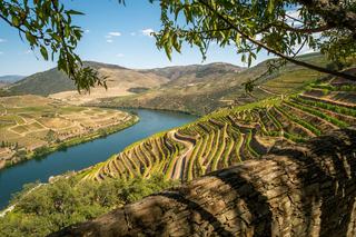 Comprendre le vin portugais, du Douro à l'Alentejo